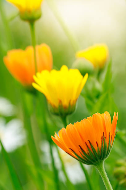 istock Yellow calendula flower close up. 1668121667