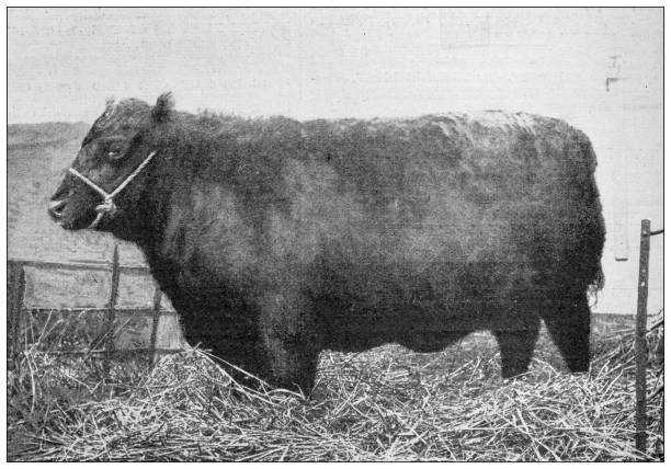 Antique image from British magazine: Prize cattle, Aberdeen Angus
