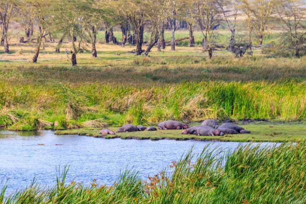 groupe d’hippopotames (hippopotamus amphibius) couchés sur les rives d’un lac dans le parc national du cratère du ngorongoro, en tanzanie - lake volcano volcanic crater riverbank photos et images de collection