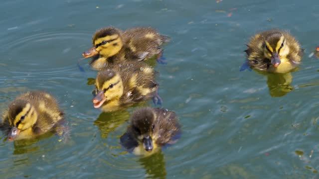 A duck family swimming.