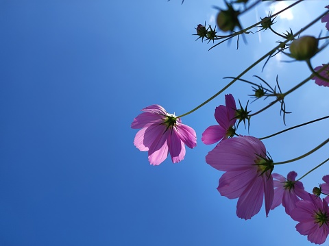 Purple Cosmos garden flowers, blue sky, sunshine
