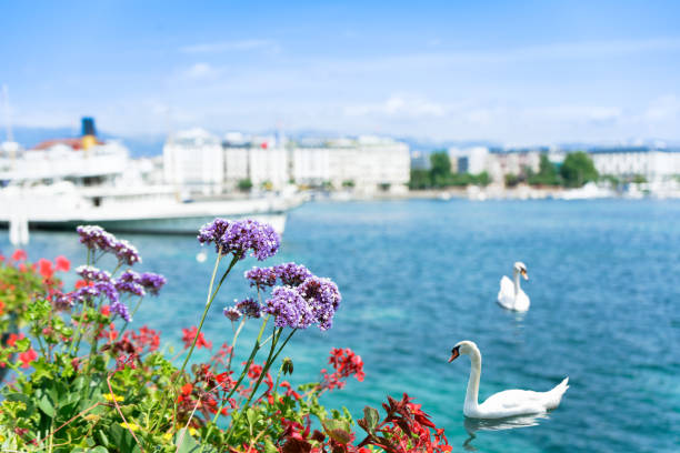 Swan lake in Geneva, Switzerland