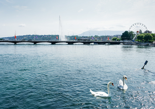 Swan lake in Geneva, Switzerland