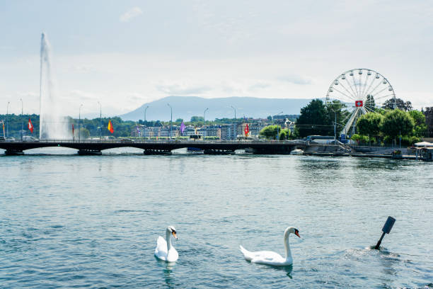 Swan lake in Geneva, Switzerland