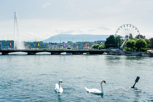 Swan lake in Geneve, Switzerland
