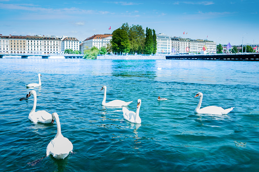 Swan lake in Geneva, Switzerland