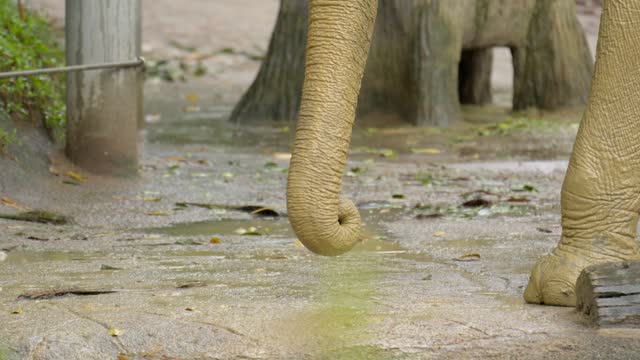 Baby asian elephant trunk close up mud bath singapore zoo