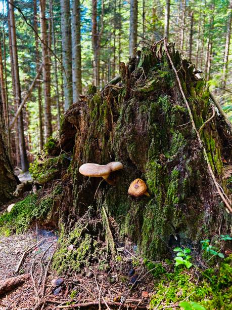 fungo velenoso e muschio - mushroom toadstool moss autumn foto e immagini stock