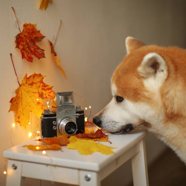 istock Akita Ina sniffs an old camera around autumn leaves 1668194692