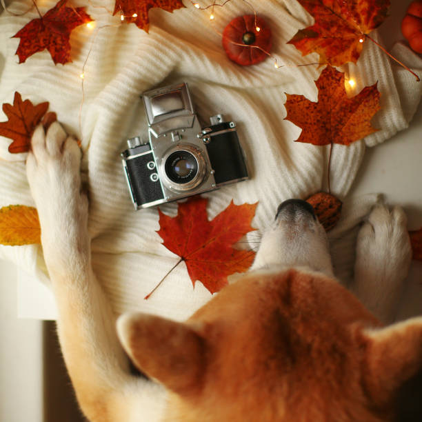 istock Akita Ina sniffs an old camera around autumn leaves 1668195166