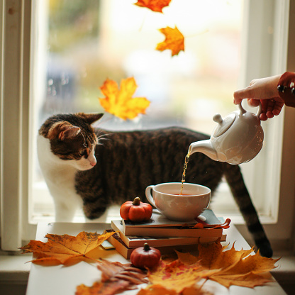 the hand pours tea in front of the window with autumn leaves the cat looks