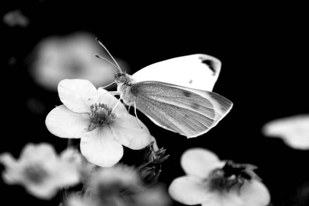 A big butterfly sitting on a flower in black and white