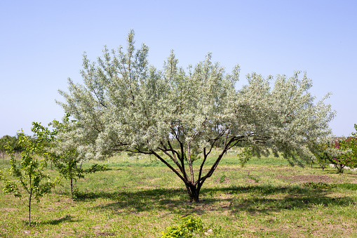 Tree with spreading branches Elaeagnus commutata\n  in a green garden.