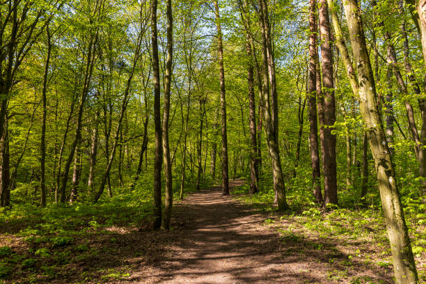 istock young foliage on deciduous trees in the forest in the spring season 1668206922