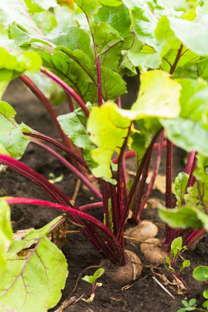 istock Sea beet, Beta vulgaris subsp. maritima, beetroot, table, garden, red, or golden beet, beet greens are green leaves with purple veins growing from a root crop in the ground. 1668209145