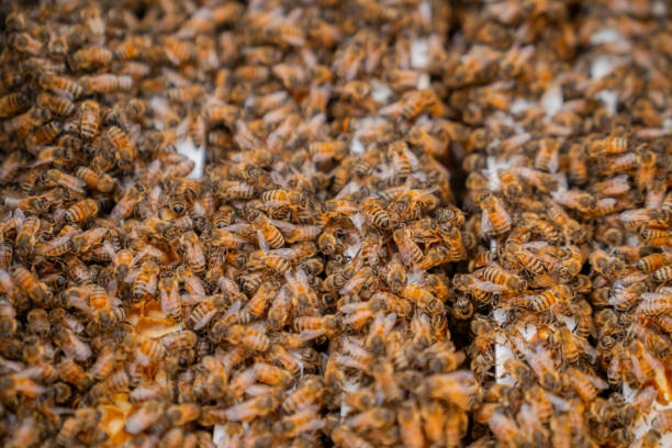 istock Bees on Honey Filters 1668211744