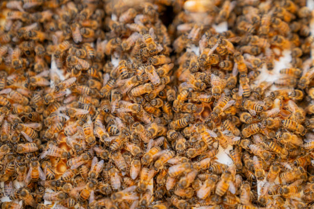 istock Bees on Honey Filters 1668211747