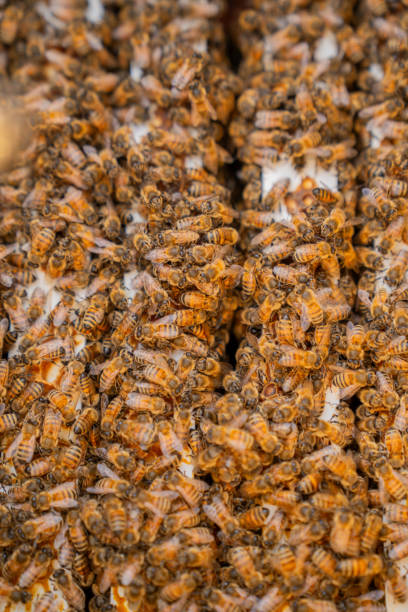 istock Bees on Honey Filters 1668211748