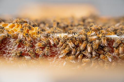 Bees climbing across the top section of a filled honey filter