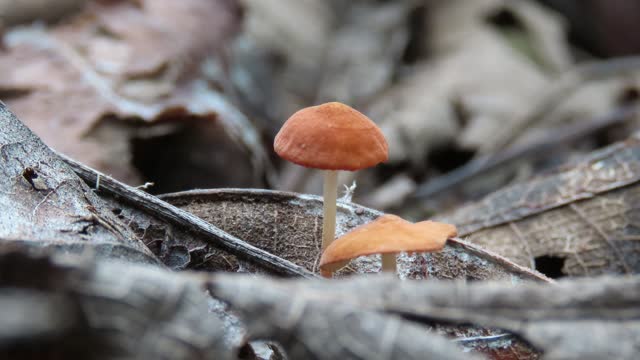Marasmius siccus Mushroom
