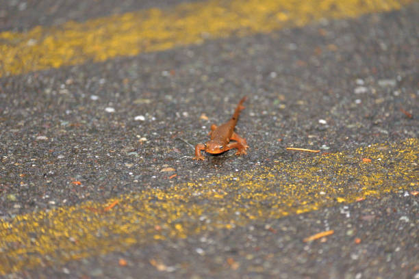 A newt in the Pacific Northwest found on a road in the Olympic Peninsula.