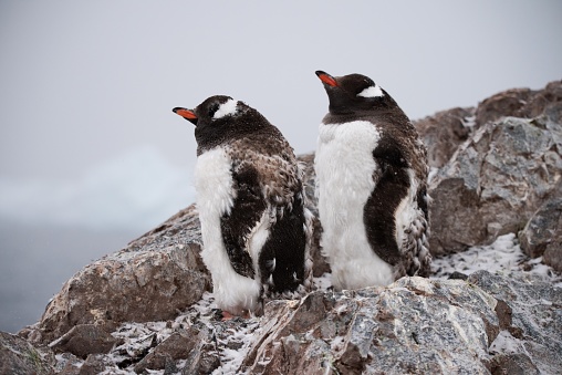 Two molting gentoo penguins stand amidst their feathers that have been shed on the rocks of the Antarctic Peninsula.