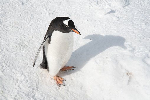 A gentoo penguin stands on snow in the Antarctic Peninsula.