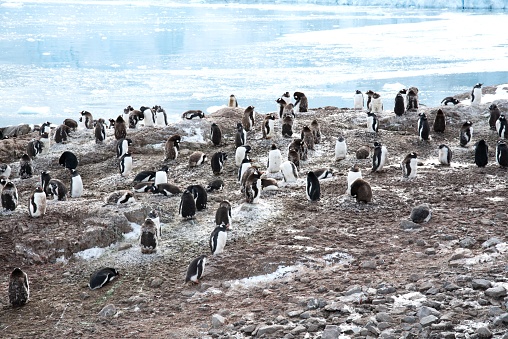 A colony of gentoo penguins gathers in the nesting area with many of them molting their fluffy feathers before they can swim in the icy waters of the Antarctic Peninsula.