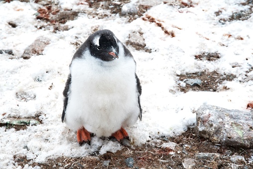 A molting gentoo penguin stands amidst its feathers that have been shed in the Antarctic Peninsula.