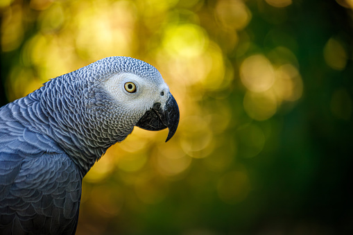 Portrait of Grey parrot, Psittacus erithacus, known as the Congo grey parrot, Congo African grey parrot or African grey parrot