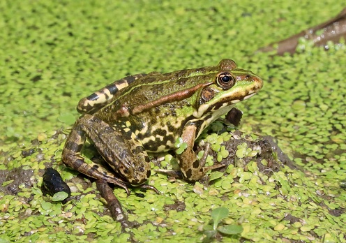 idyllic photography of a frog in a lake surrounded by plants and water.