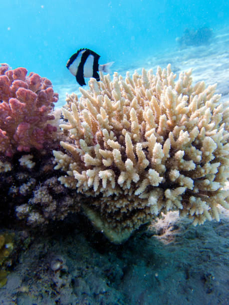 Underwater coral reef scene with humbug damselfish - (Dascyllus aruanus)