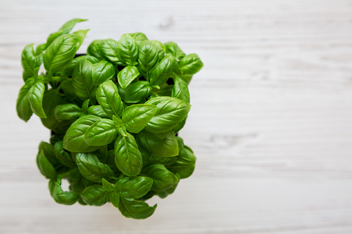 Raw Green Basil Plant, top view. Flat lay, overhead, from above. Copy space.