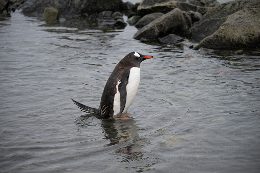 A gentoo penguin shows off its tail as it walks in shallow water in the Antarctic Peninsula.