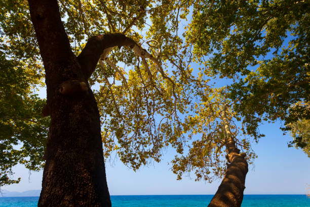Trees and sky view
