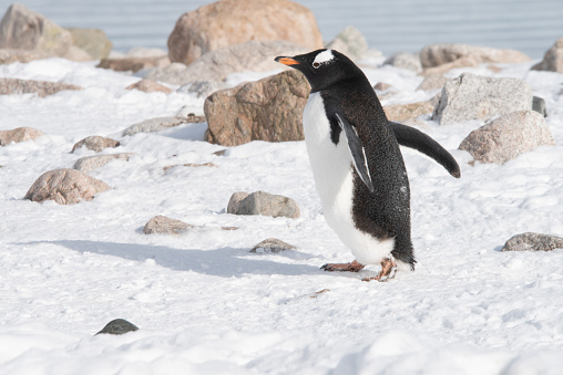 A gentoo penguin walks on the snow with rocks in the background on the Antarctic Peninsula.