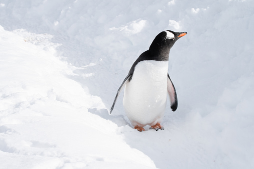A gentoo penguin poses in the sun along a penguin highway on the Antarctic Peninsula.