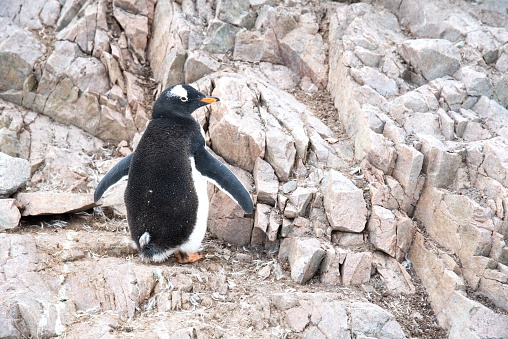 A fluffy gentoo penguin is ready to molt as it stands among rocks of the Antarctic Peninsula.