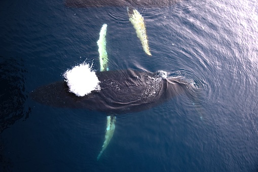 As seen from above, a humpback whale blows a spout of water as it breathes in the waters of the Antarctic Peninsula.
