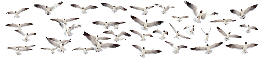 Large group of seagulls