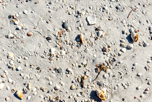 Two large white seashells on the beach on a sunny day. Selective focus on the near seashell, the background is blurred.