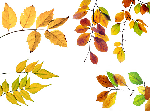 Three different coloured leaves of elm tree isolated on white background