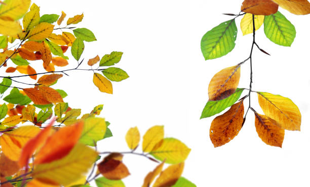 Autumn leaves isolated over white