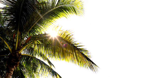 Coconut palm leaf against a background of blue sky and bright sun. Wide photo.