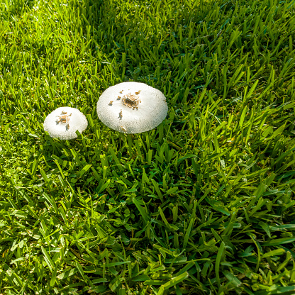 Close up wild mushroom in nature