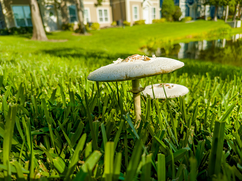 Close up wild mushroom in nature