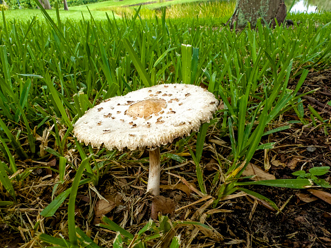 Agrocybe pediades, a small, brownish-white mushroom with a smooth surface, grows in the grass. This species is also known as Common fieldcap mushroom and common agrocybe.