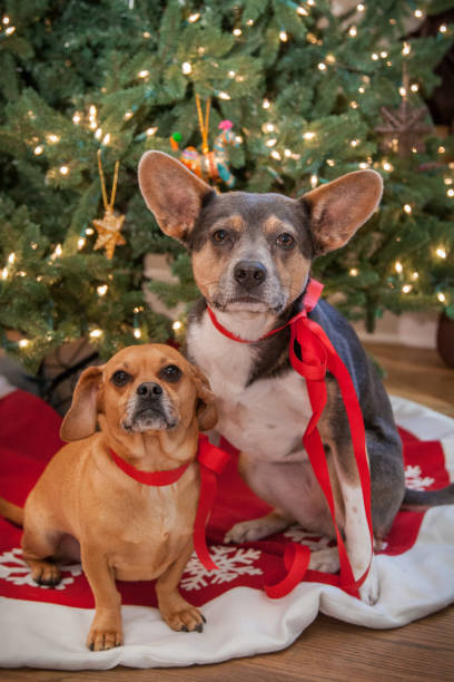 istock Dogs with Christmas and Holiday Decoration 1668322628