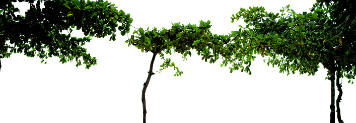 Close up tropical tree branches over white