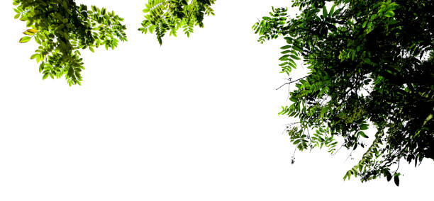 Close up tropical tree branches over white